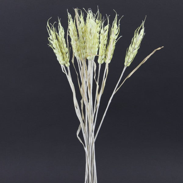 WHEAT NATURAL 12PC/BU A4