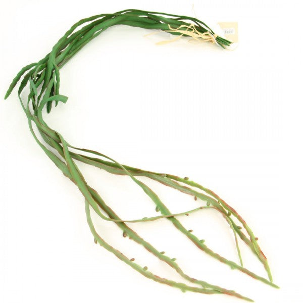 LEPISMIUM