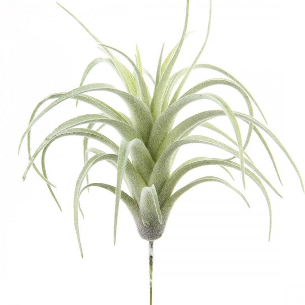 6" TILLANDSIA PICK