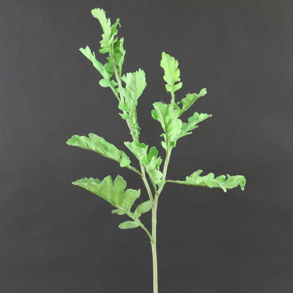 22" DUSTY MILLER SPRAY
