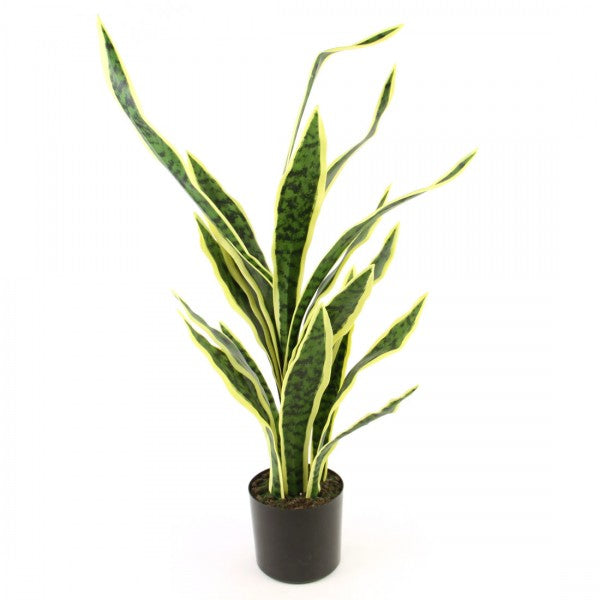 32"SANSEVIERIA W/POT