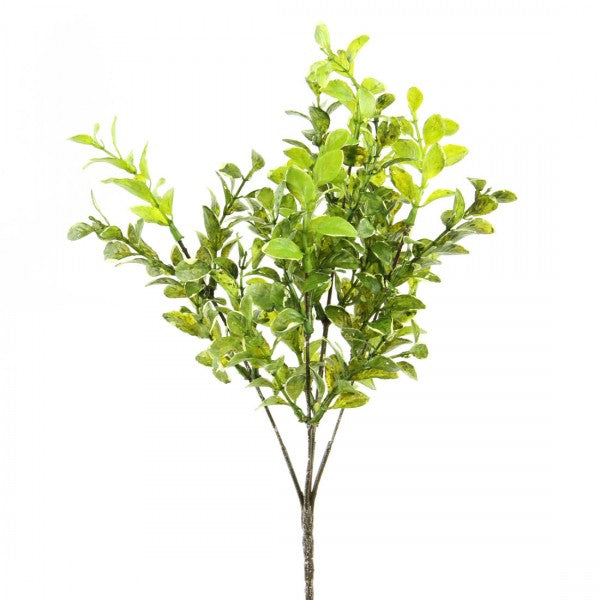 13" MYRTLE BUSH