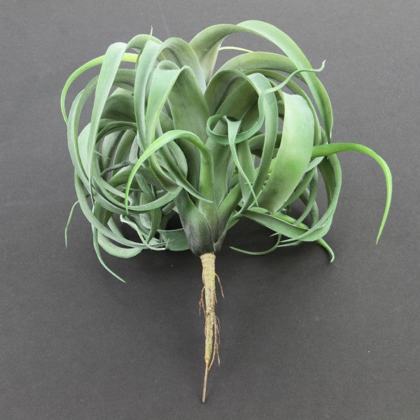 12" TILLANDSIA PLANT