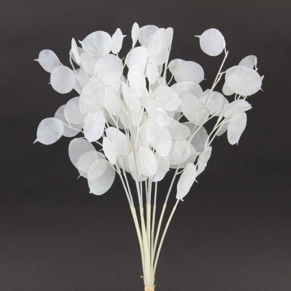 14"LUNARIA SLVR DOLLAR 12/BU