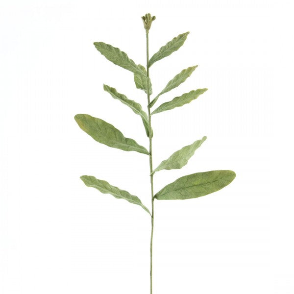 HELLEBORE BUD SPRAY GRN A25
