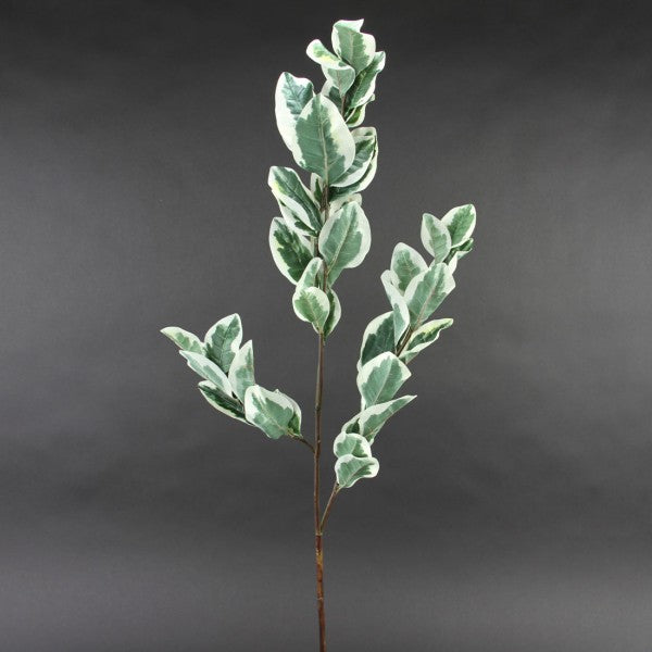 EUPHORBIA MARGINATA VARGAT A4