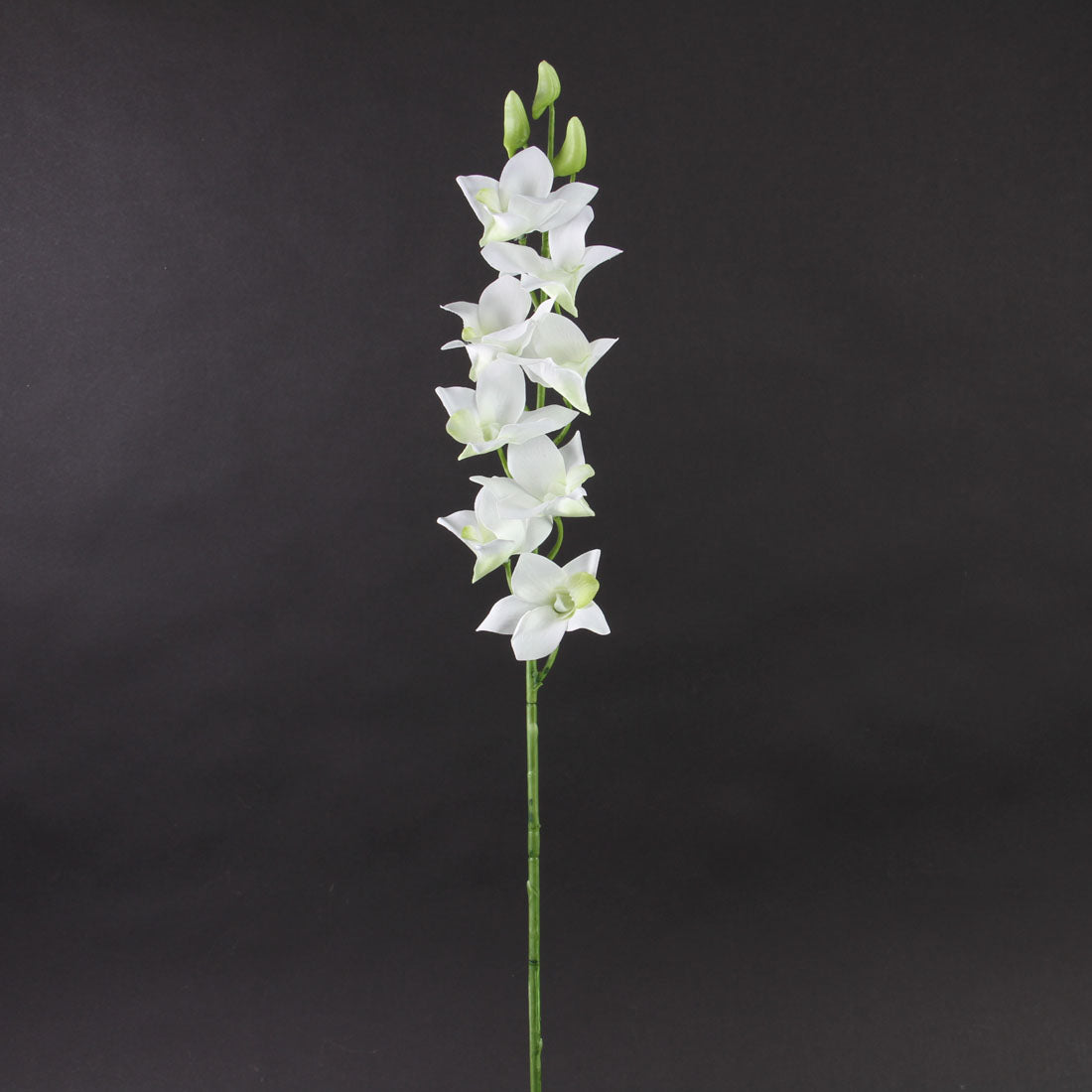 27" DENDROBIUM ORCHID