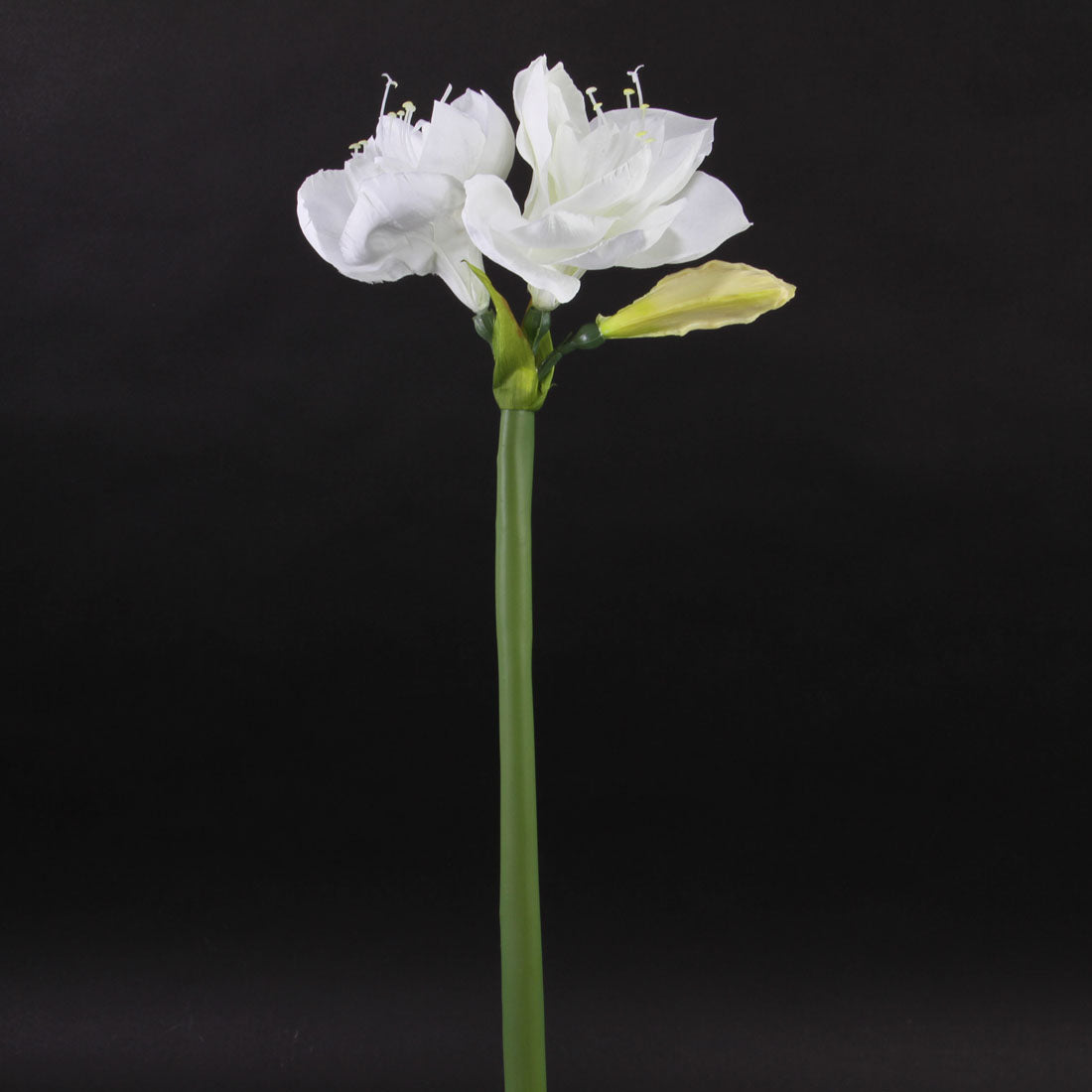 26" AMARYLLIS WHITE