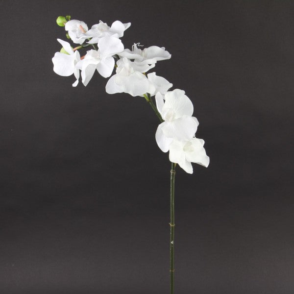 42" PHALEANOPSIS SPRAY X9