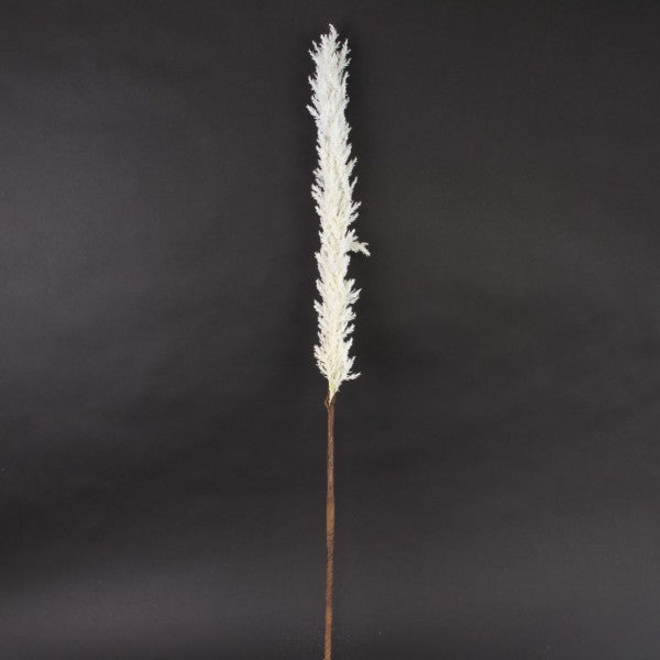 42" DRIED FOX TAIL STEM