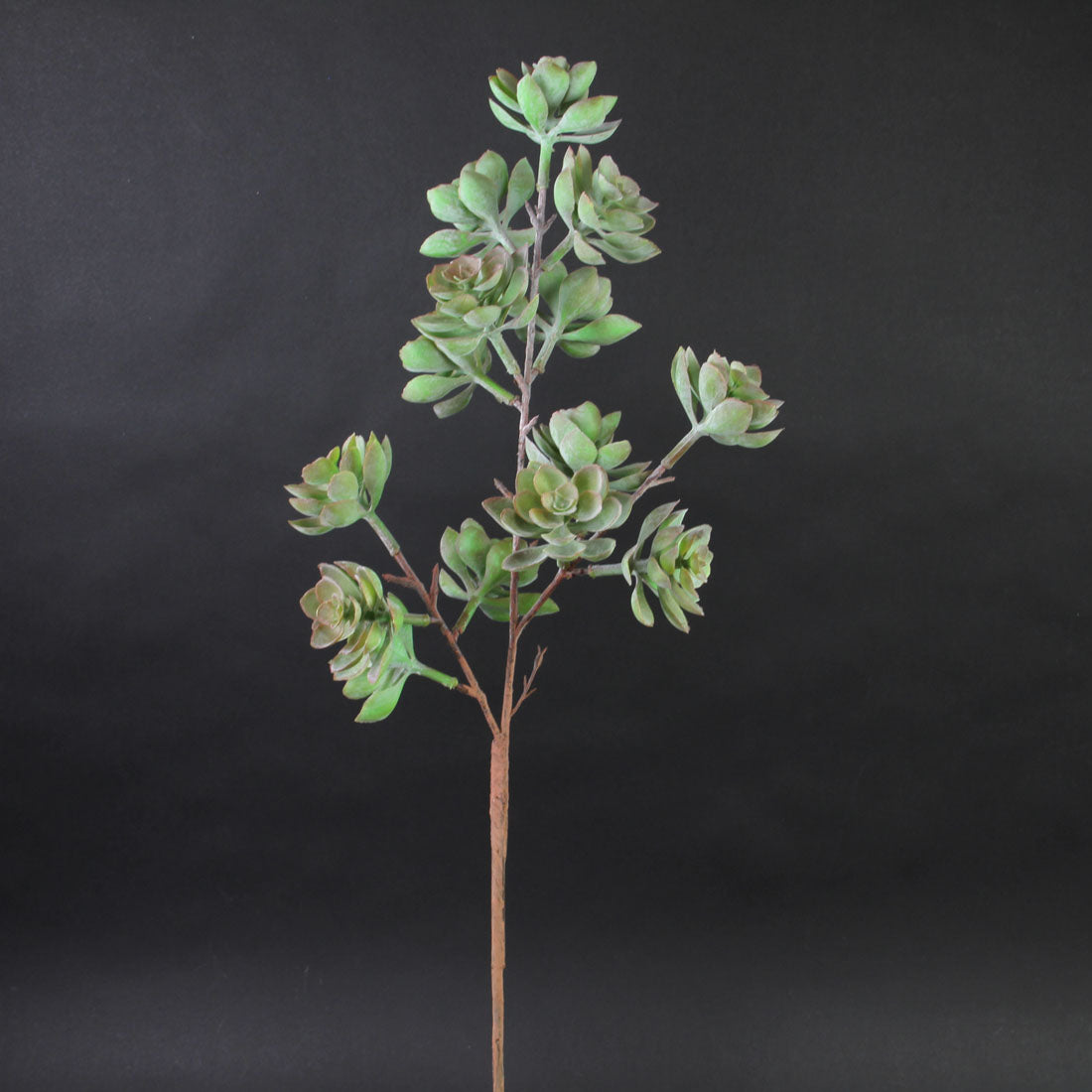 27''SUCCULENT STEM