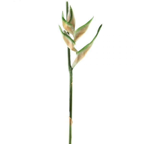 42" HELICONIA PEACH A75 B12