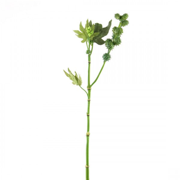 25"CASTOR OIL PLANT GRN A4