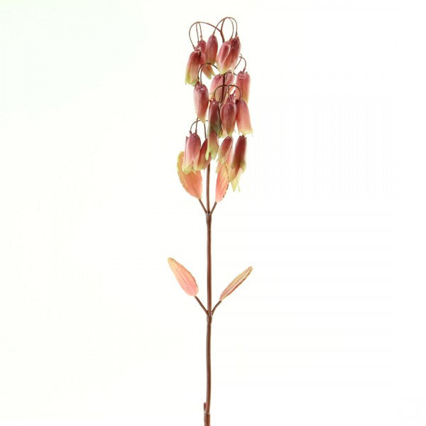 29.5" WILD FIR STEM A4 B19