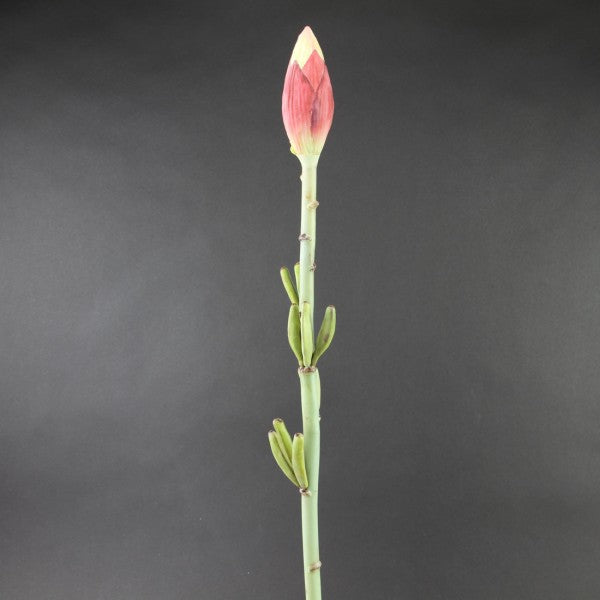 33"BANANA BLOOM STEM A4 B19