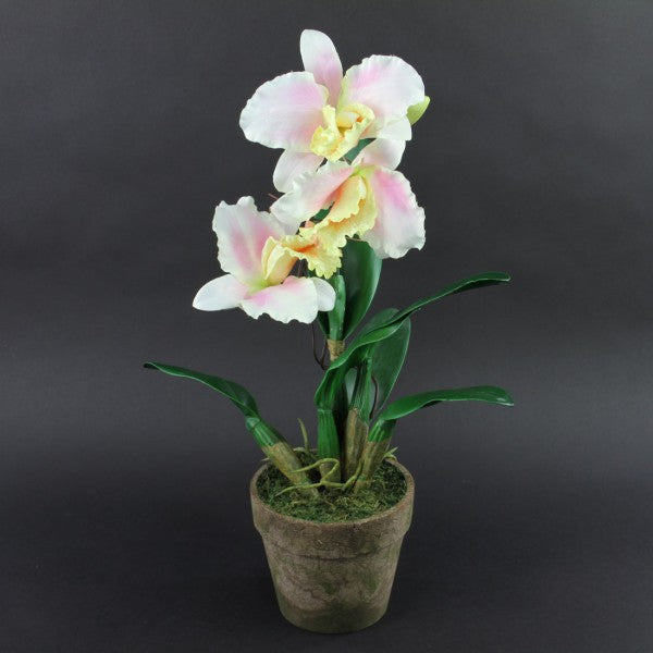 23"GIANT CATTLEYA ORCHID A6