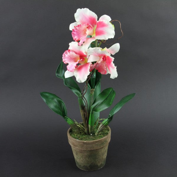 23"GIANT CATTLEYA ORCHID A6