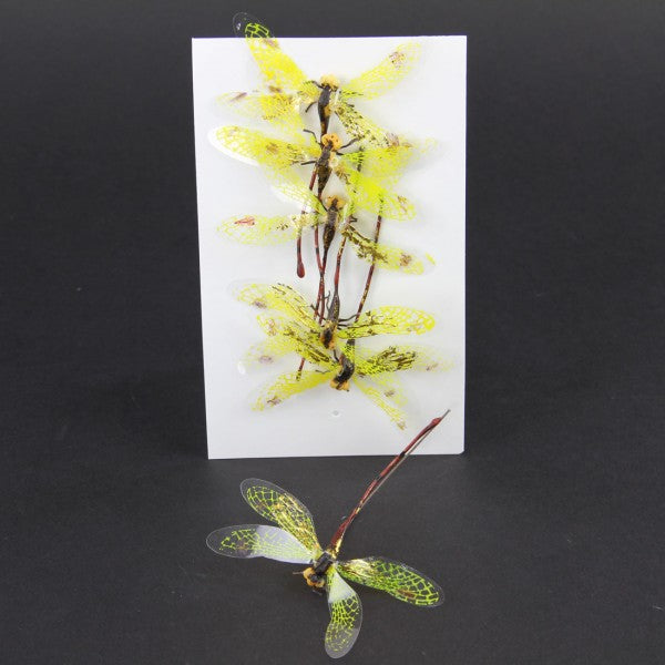 3' DRAGONFLY 6PC/BG A4