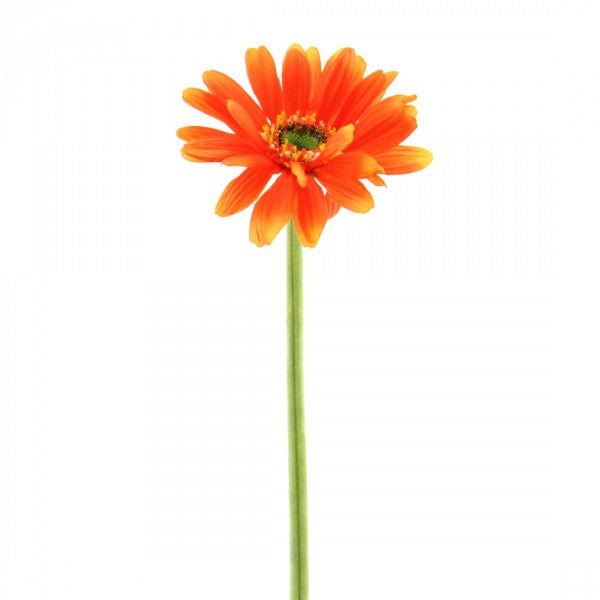 25.5"GIANT GERBERA A4