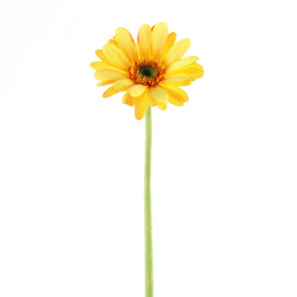 25.5"GIANT GERBERA A4
