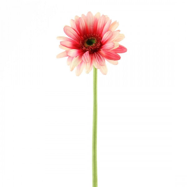 25.5"GIANT GERBERA A4 B9