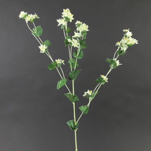 BULPEURUM PLANT SPRAY A4 B4