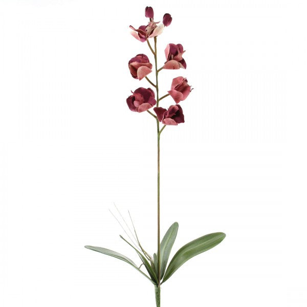 PHALEANOPSIS ORCHID ORCHID A4