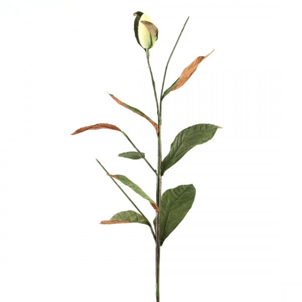 MAGNOLIA LVS SPRAY A5 B4