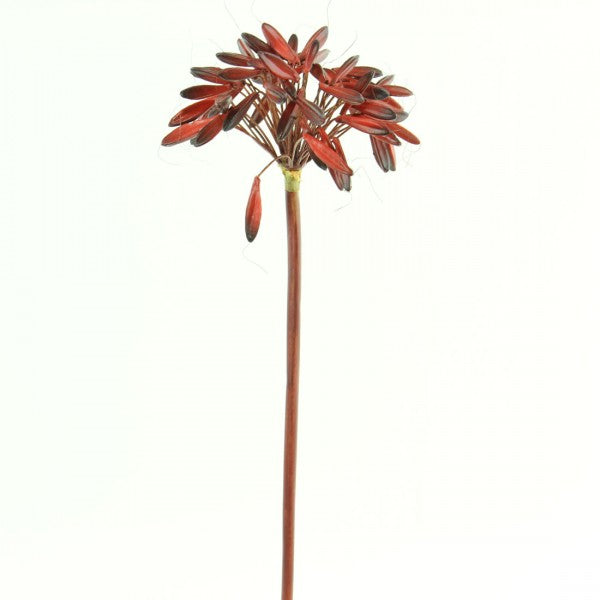 27"AGAPANTHUS FRUIT A4