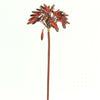 27"AGAPANTHUS FRUIT A4