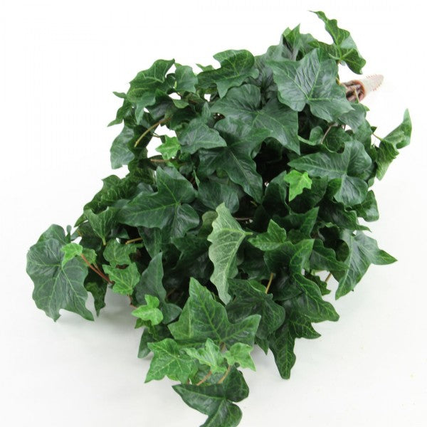 ENGLISH IVY BUSH VINE A25