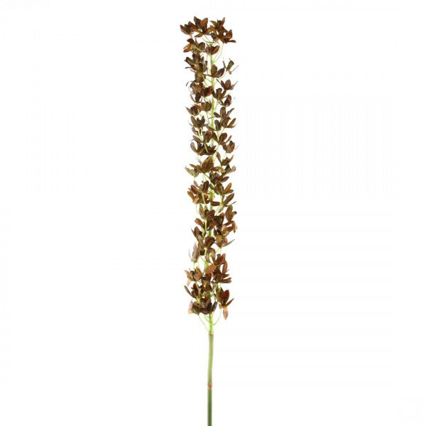 38"MINI DENDROBIUM STEM A5