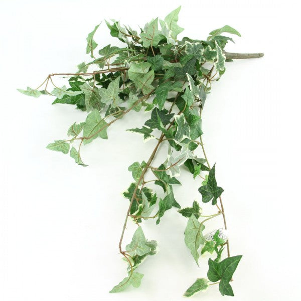 8"BOSTON IVY HANGING BUSH A25