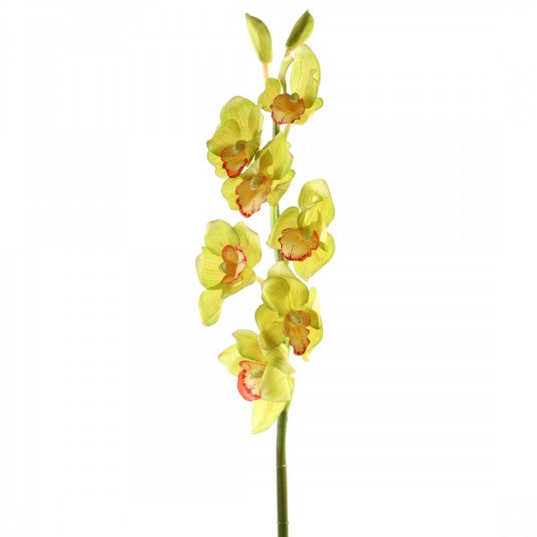 37" CYMBIDIUM STEM A4
