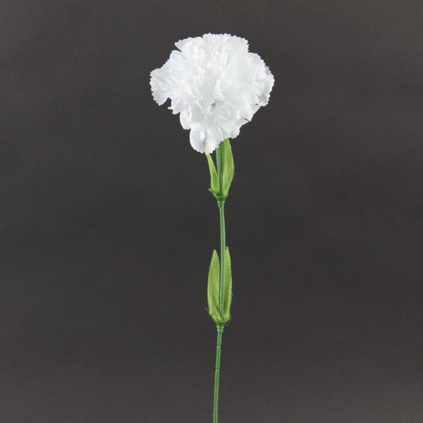 SINGLE CARNATION W/LVS WHITE