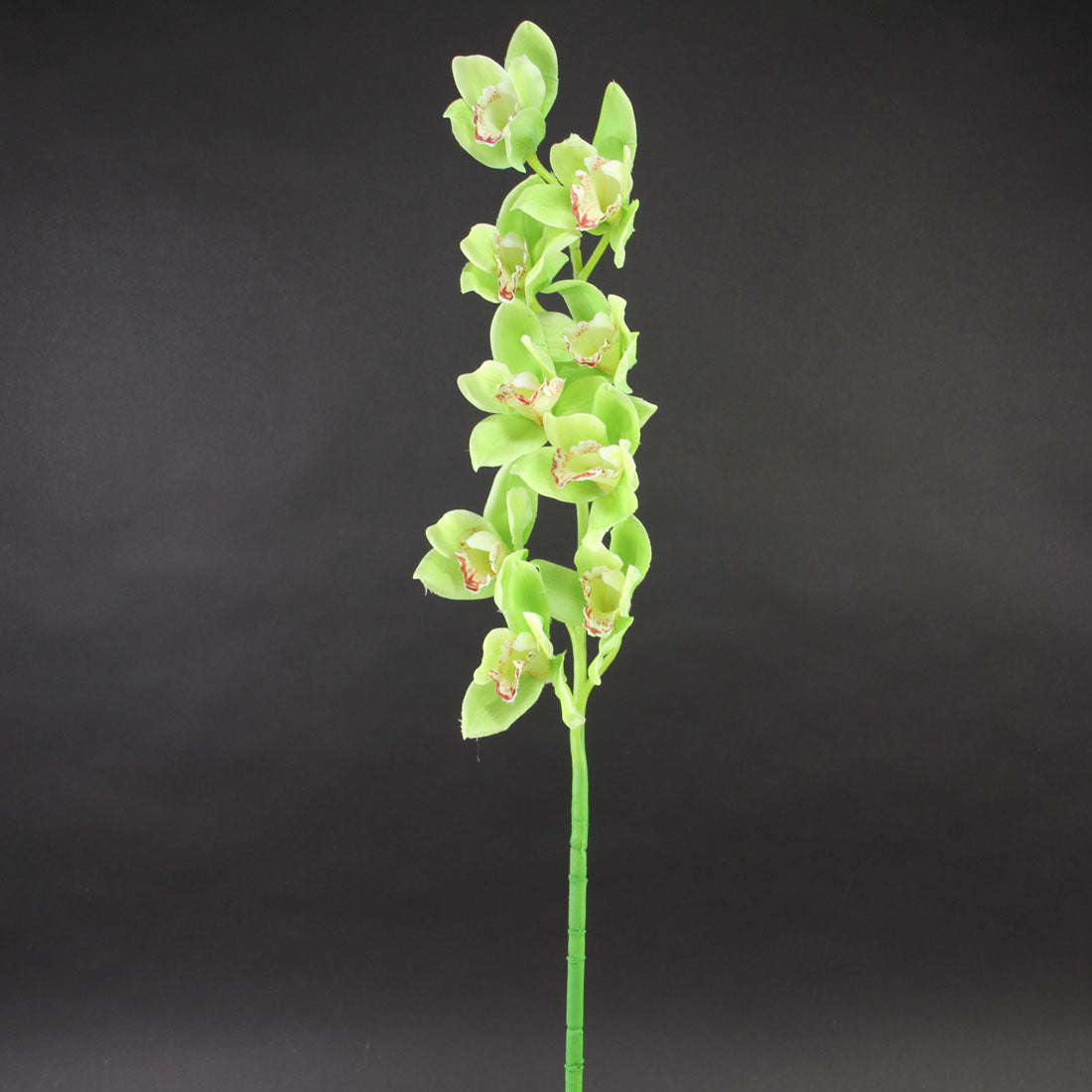 33"CYMBIDIUM STEM GREEN