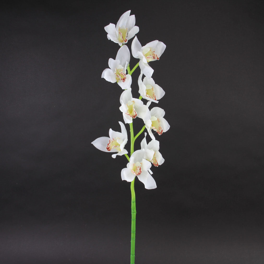 33"CYMBIDIUM STEM CREAM