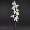 33"CYMBIDIUM STEM CREAM
