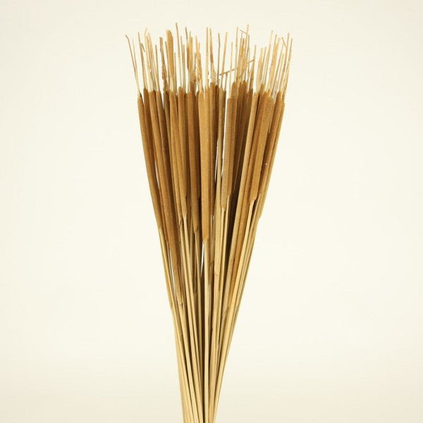 24-28" PENCIL CATTAIL X100