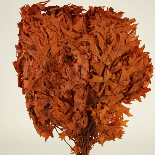 24-28" TRANSPARENT OAK 1LB