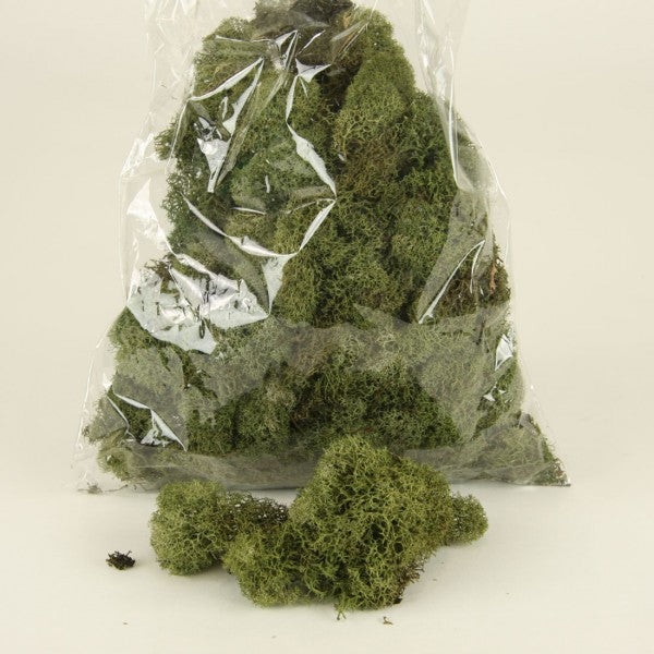 4OZ REINDEER MOSS GREEN