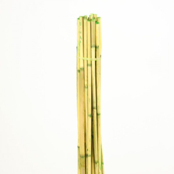 3.5' RIVER CANE GREEN 25/BUN
