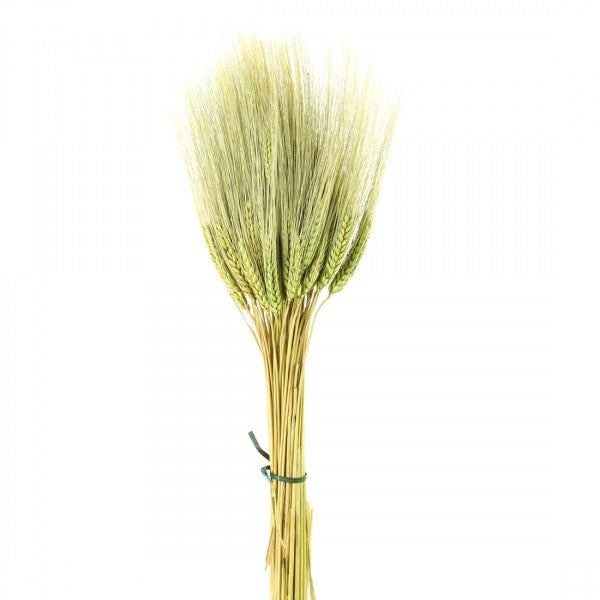 TRITICUM WHEAT GRASS GREEN