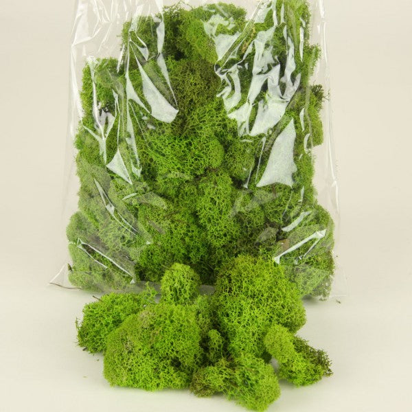 REINDEER MOSS SPRING GREEN