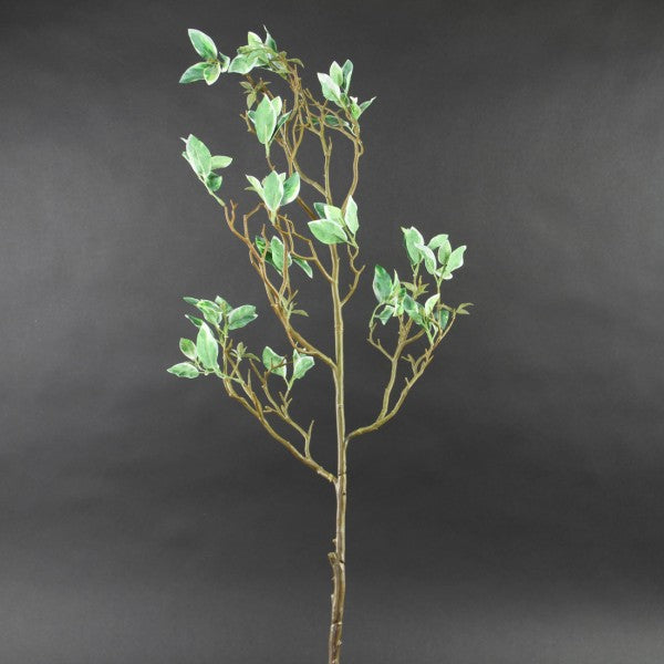 36"FICUS SPRIG GRWTH A4