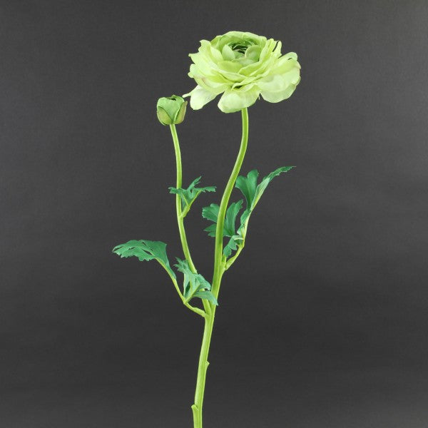25"LG.RANUNCULUS A25