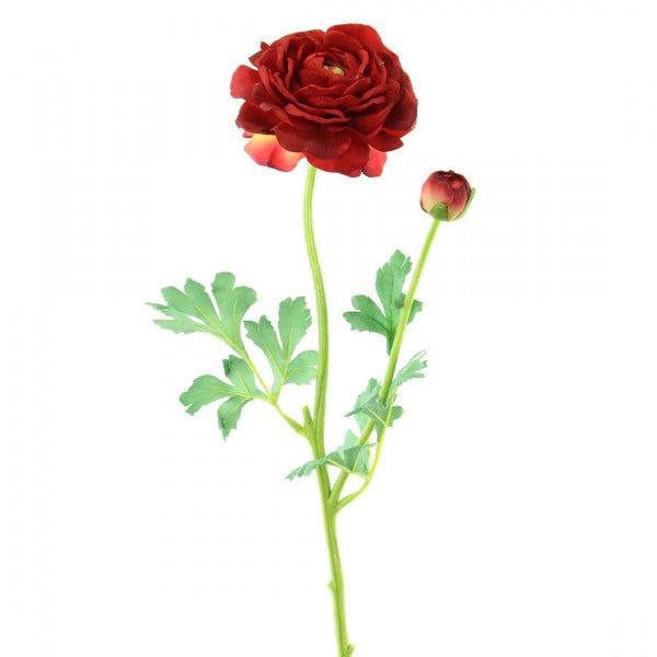 25"LG.RANUNCULUS A4