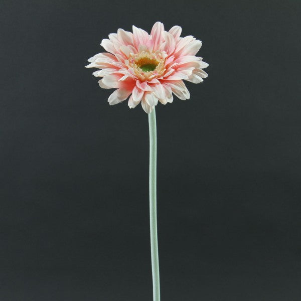 22"FLKD GERBERA STEM A4 B4