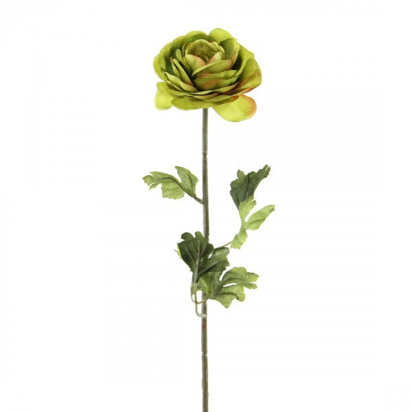 23"RANUNCULUS STEM A4