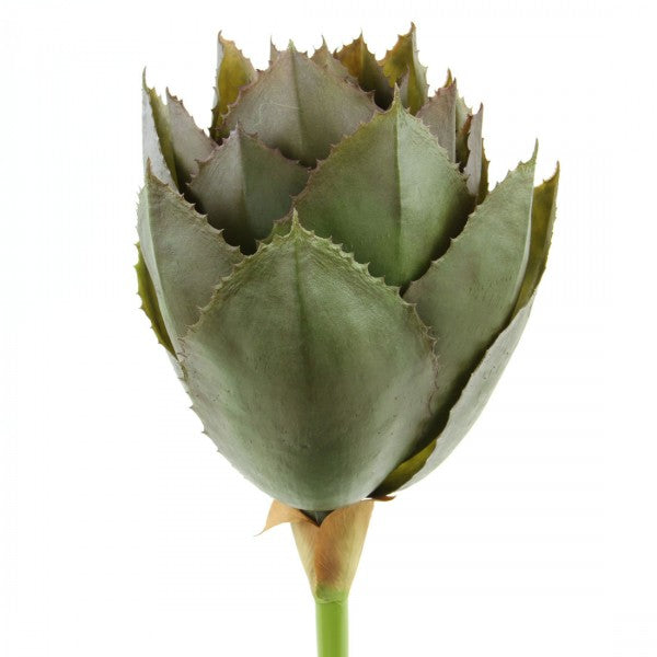 AGAVE PARRYI W/26LVS A1
